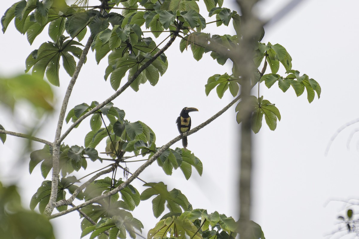 Collared Aracari - George Roussey