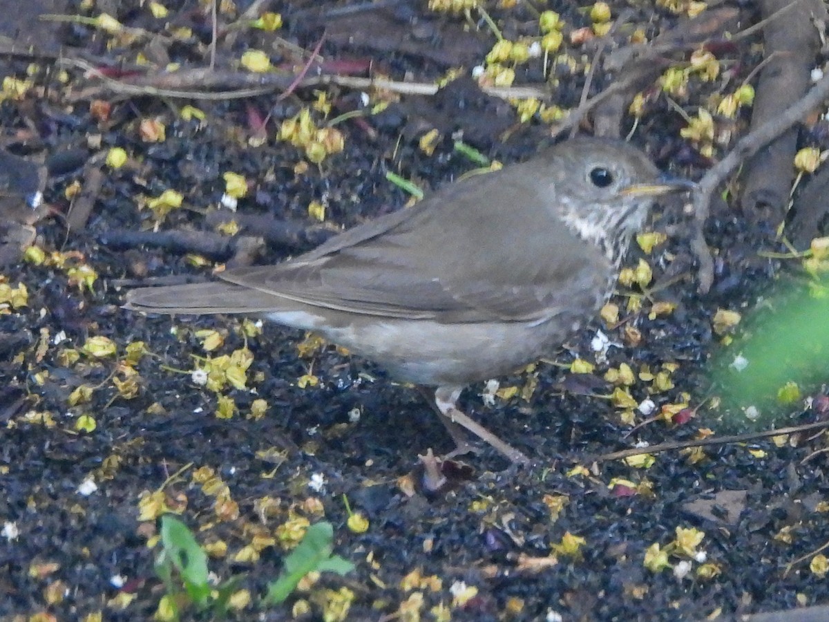 Gray-cheeked Thrush - Rob Routledge