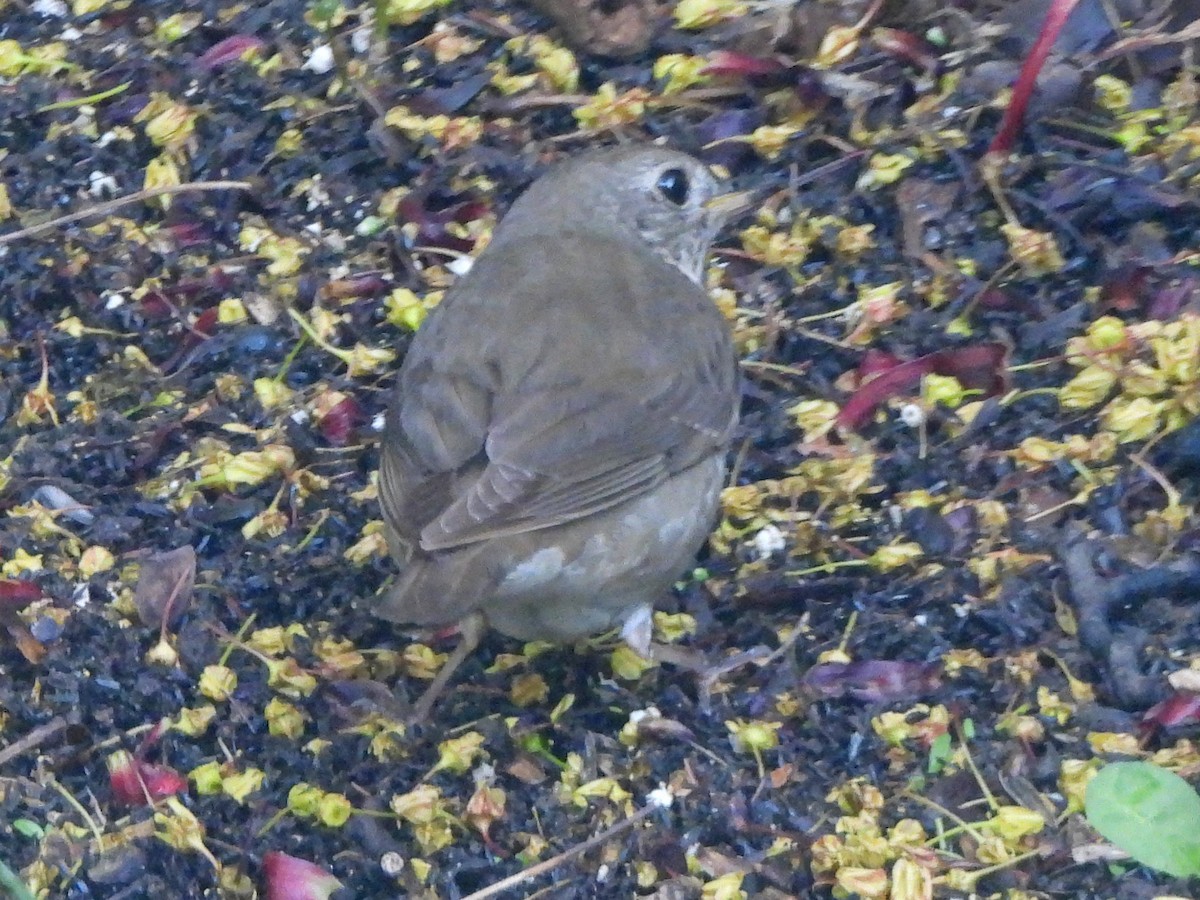 Gray-cheeked Thrush - ML619562048