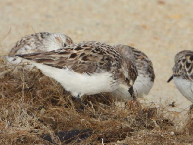 Least Sandpiper - Robert Garriock