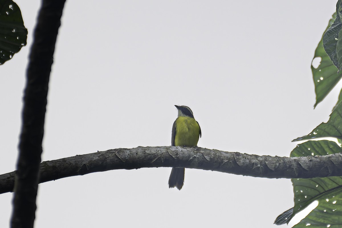 Rusty-margined Flycatcher - George Roussey