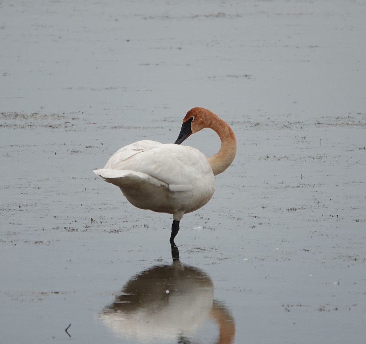 Trumpeter Swan - Zhongyu Wang