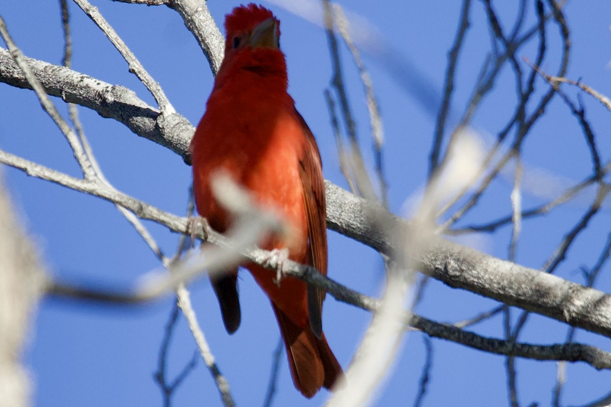 Summer Tanager - Robert Snider