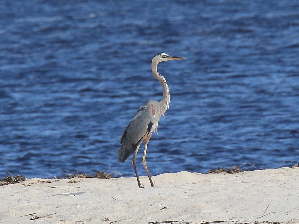 Great Blue Heron - Doug Beach