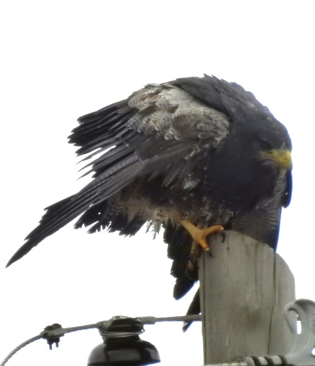 Black-chested Buzzard-Eagle - Fernando Muñoz