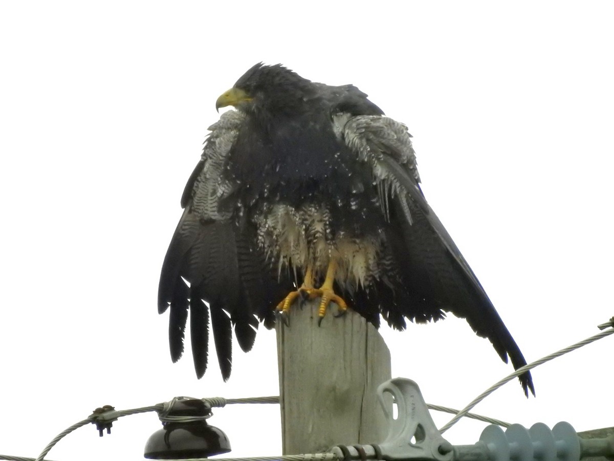 Black-chested Buzzard-Eagle - Fernando Muñoz