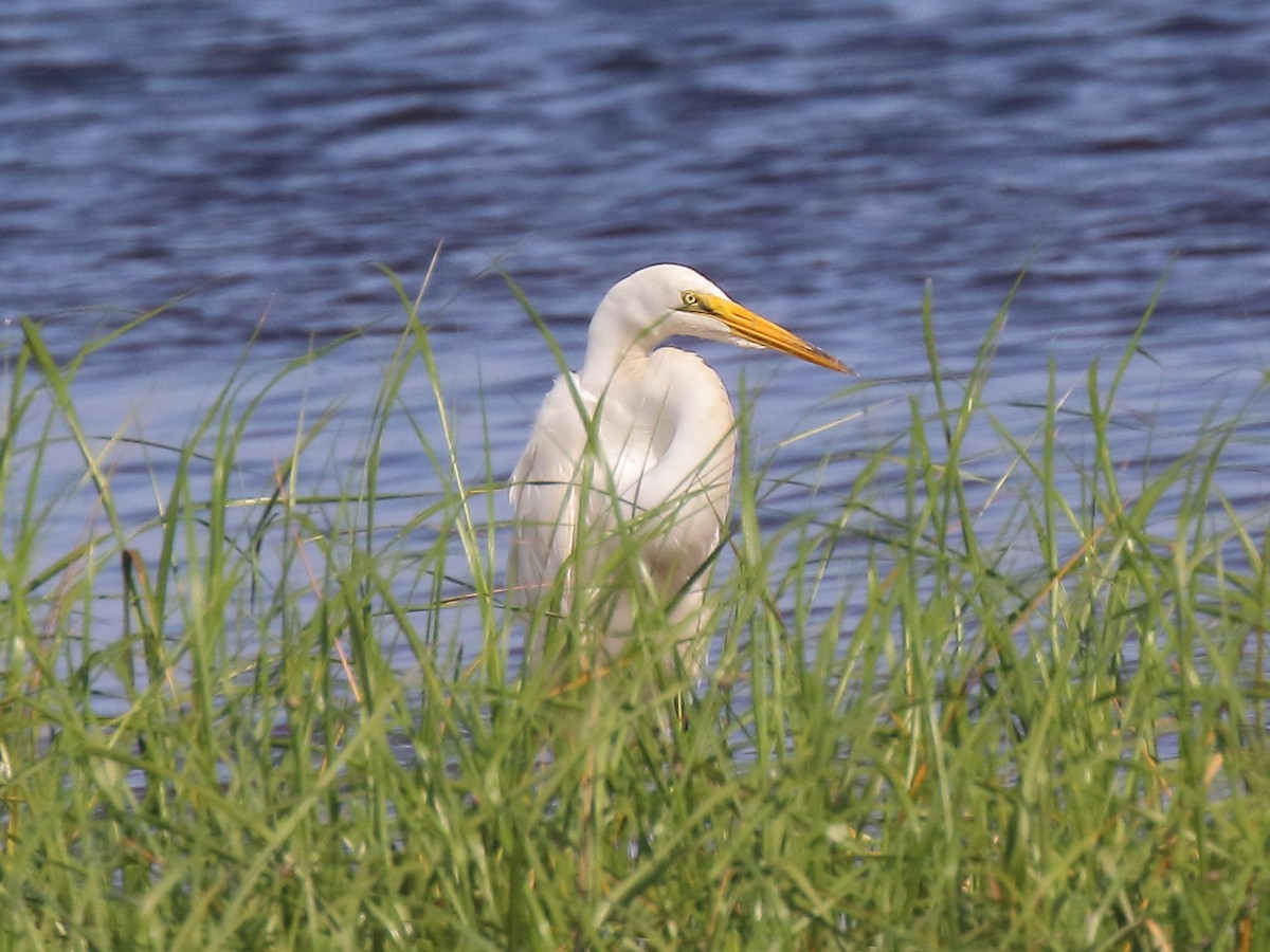 Great Egret - Doug Beach