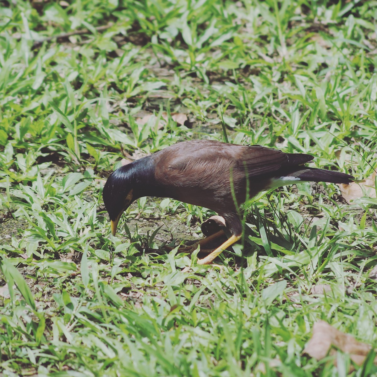 Common Myna - John Young