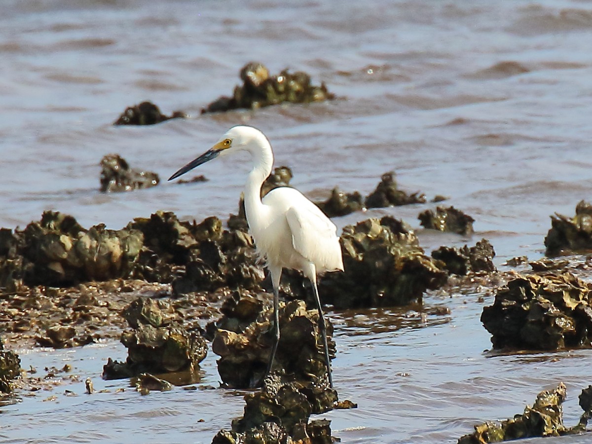 Snowy Egret - ML619562078