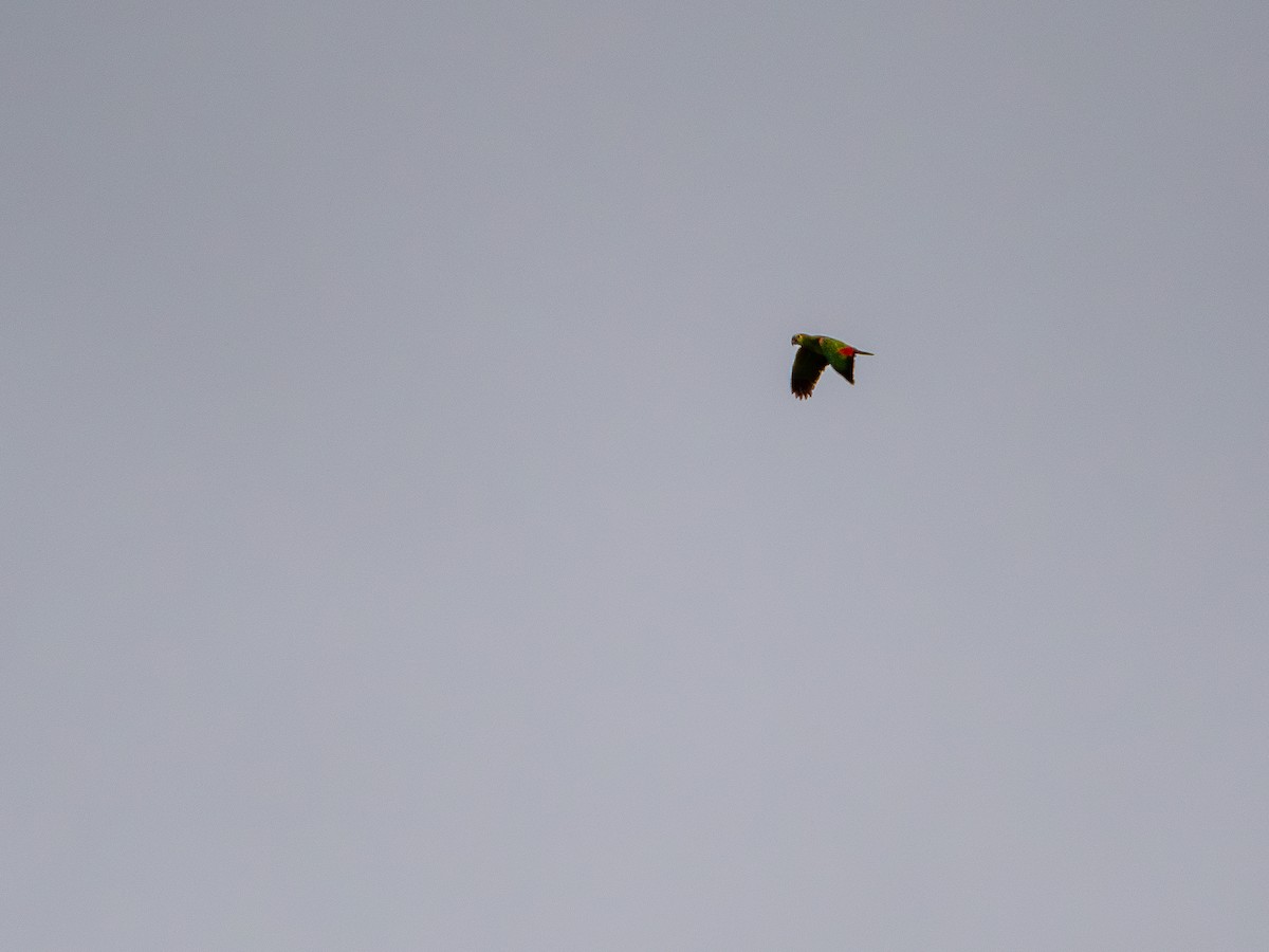 Turquoise-fronted Parrot - Vitor Rolf Laubé