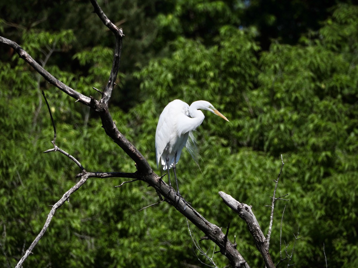 Great Egret - Thomas Boe