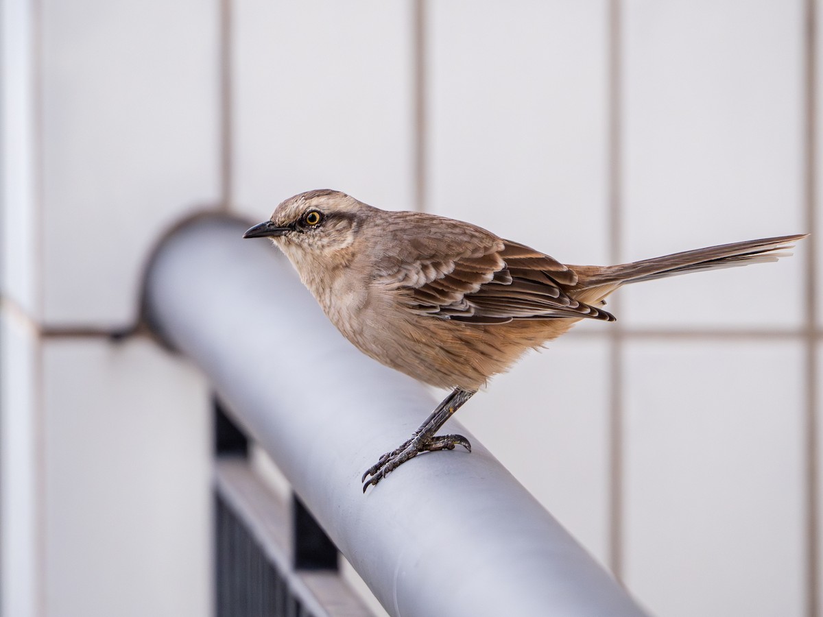 Chalk-browed Mockingbird - Vitor Rolf Laubé