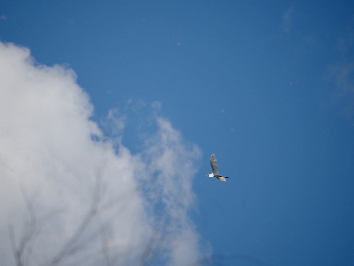 Great Egret - Thomas Boe