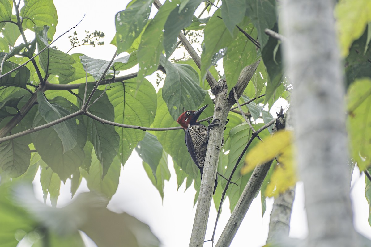 Guayaquil Woodpecker - George Roussey