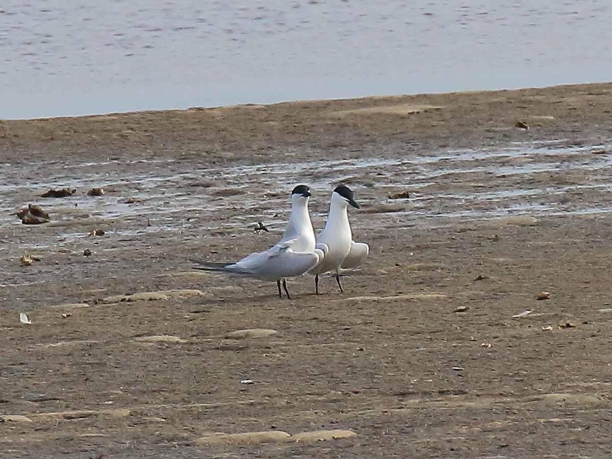 Gull-billed Tern - ML619562104