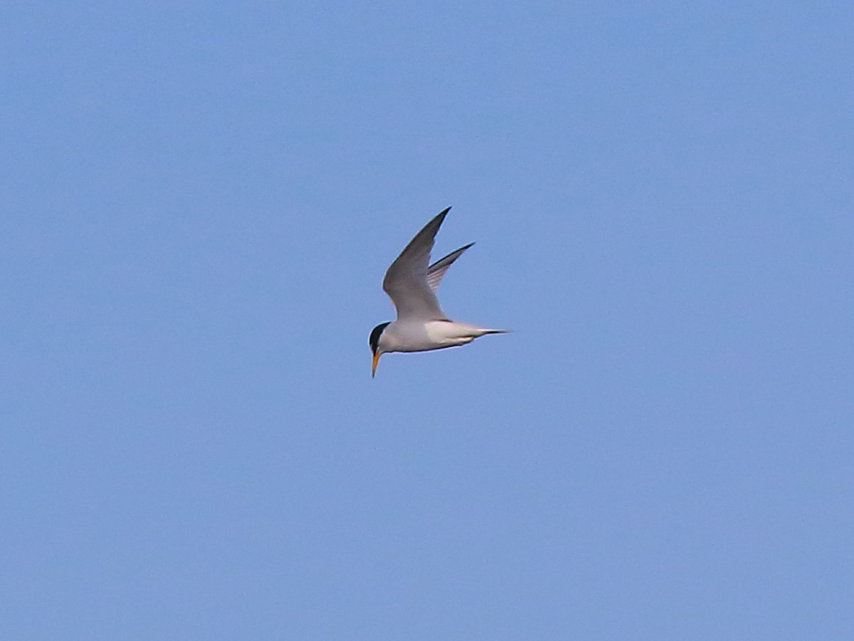 Least Tern - Doug Beach