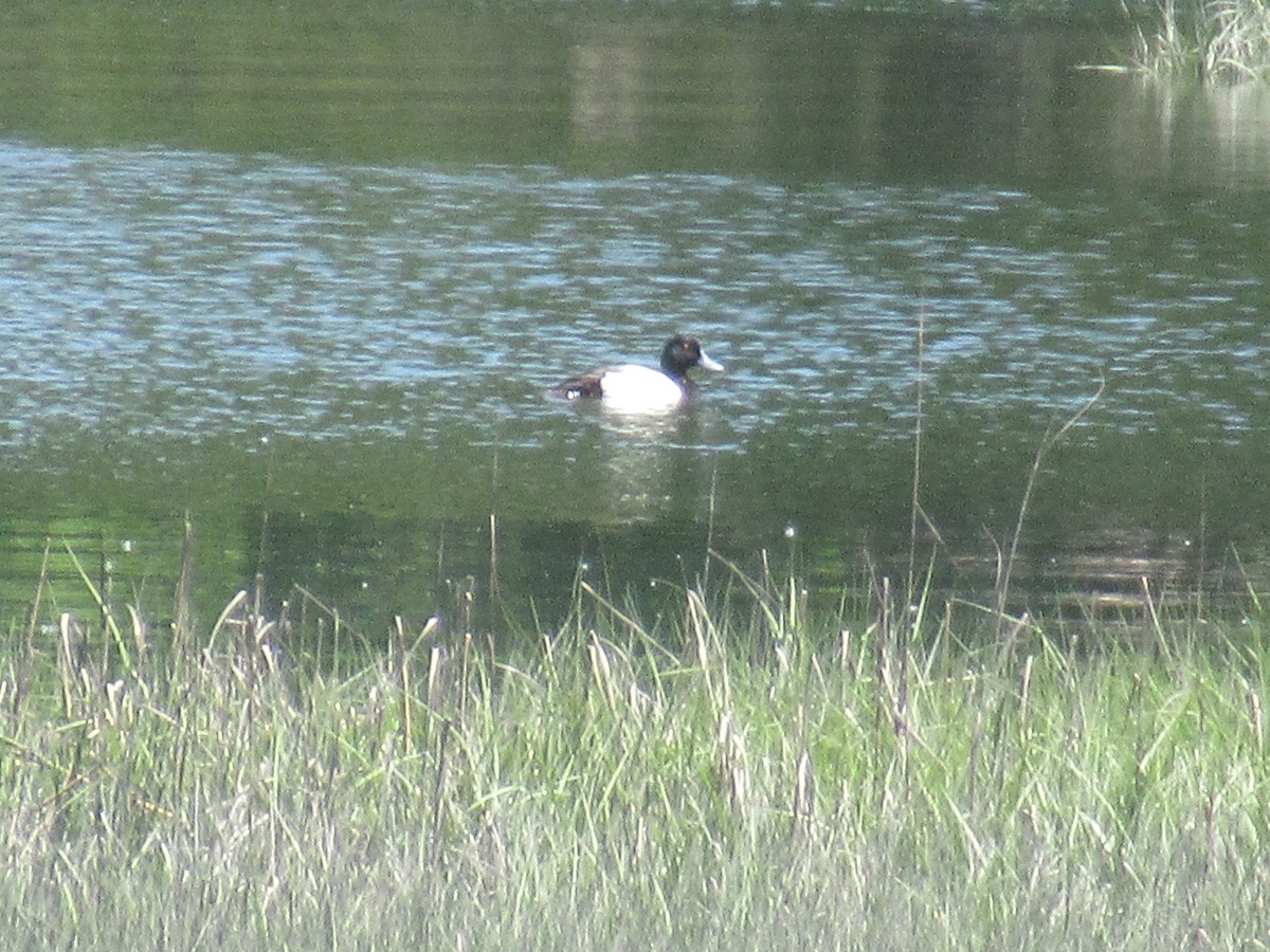 Greater Scaup - ML619562108