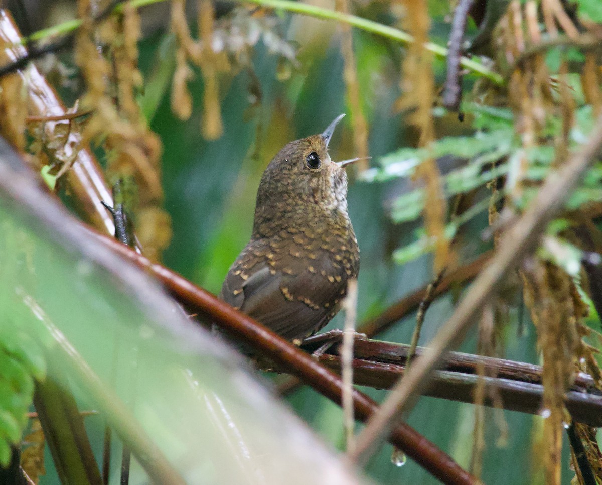 Pygmy Cupwing - Ben Sheldon