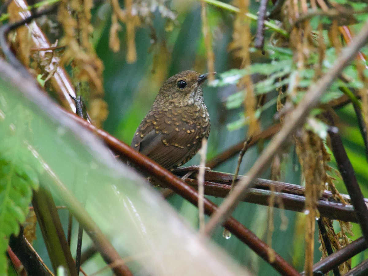 Pygmy Cupwing - Ben Sheldon