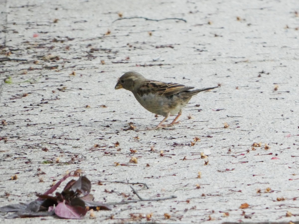 House Sparrow - Sarah Bowman