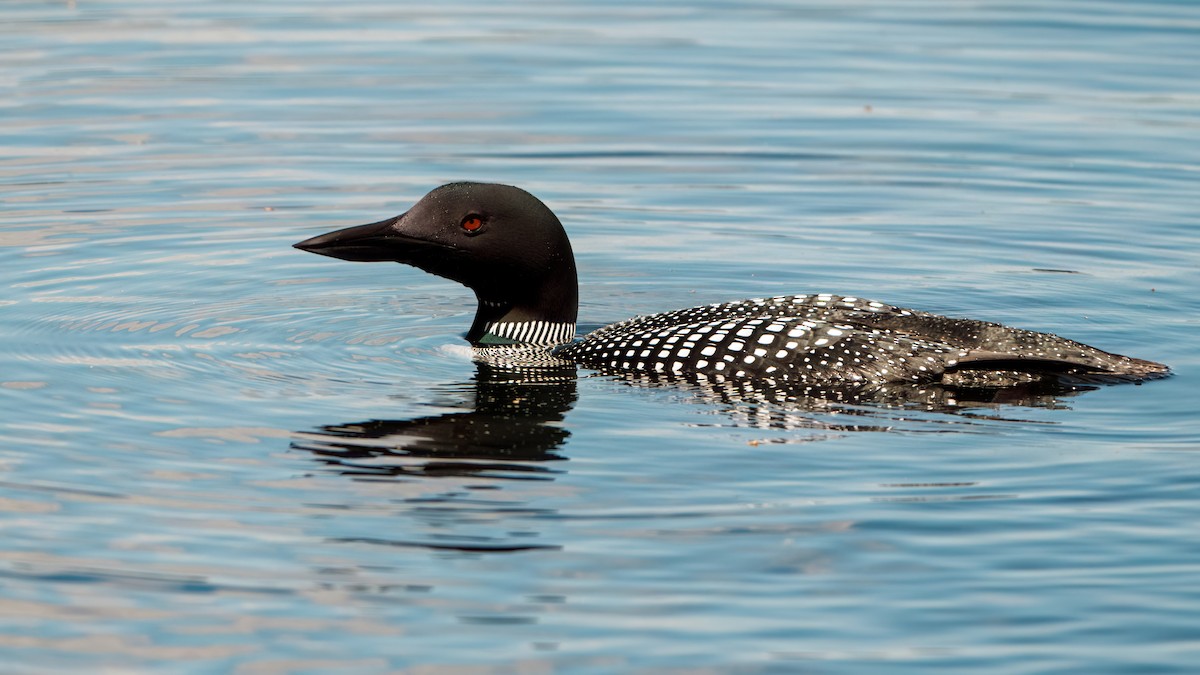 Common Loon - Tom Momeyer