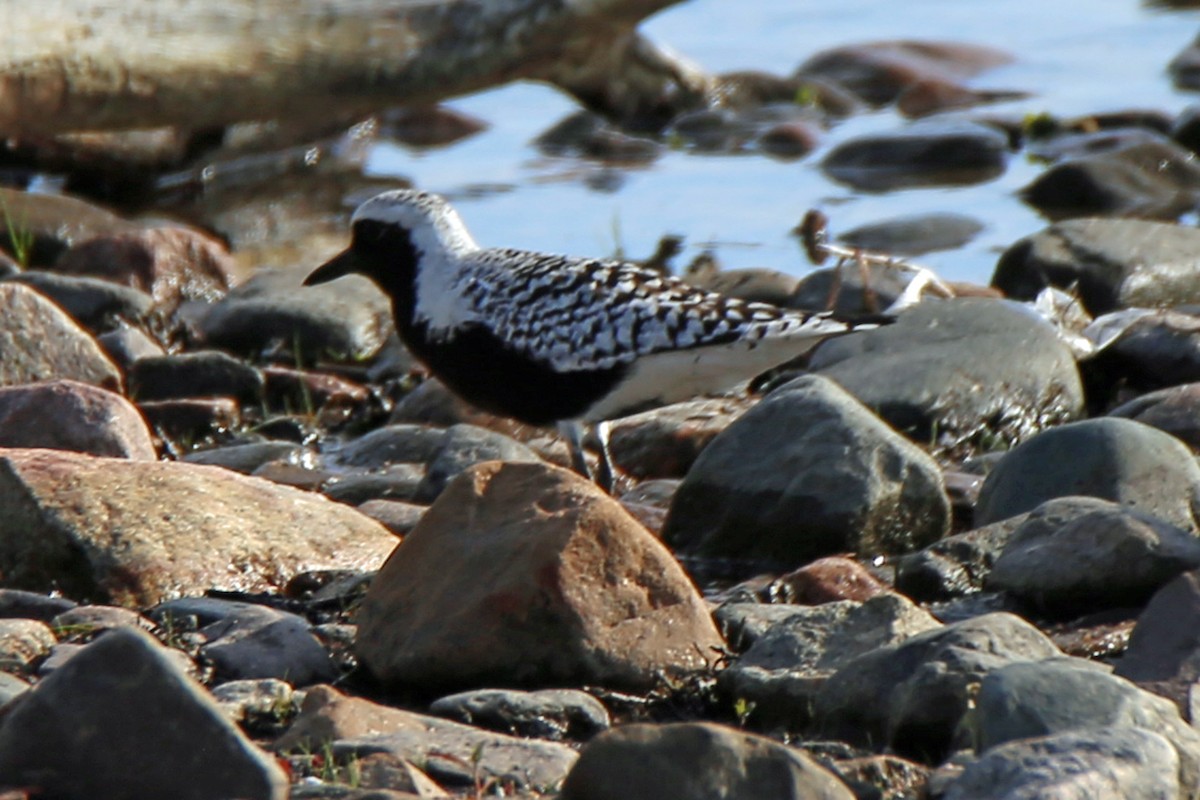 Black-bellied Plover - Rob Routledge