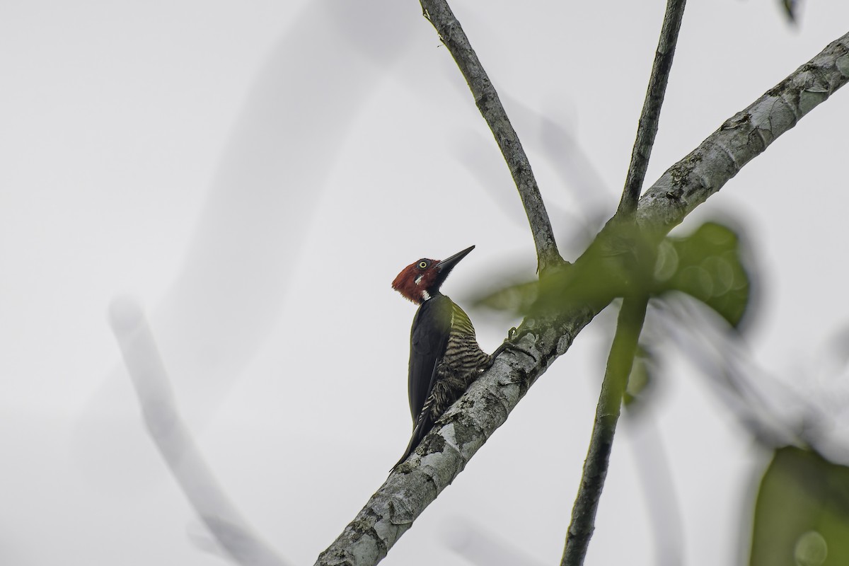 Guayaquil Woodpecker - ML619562129