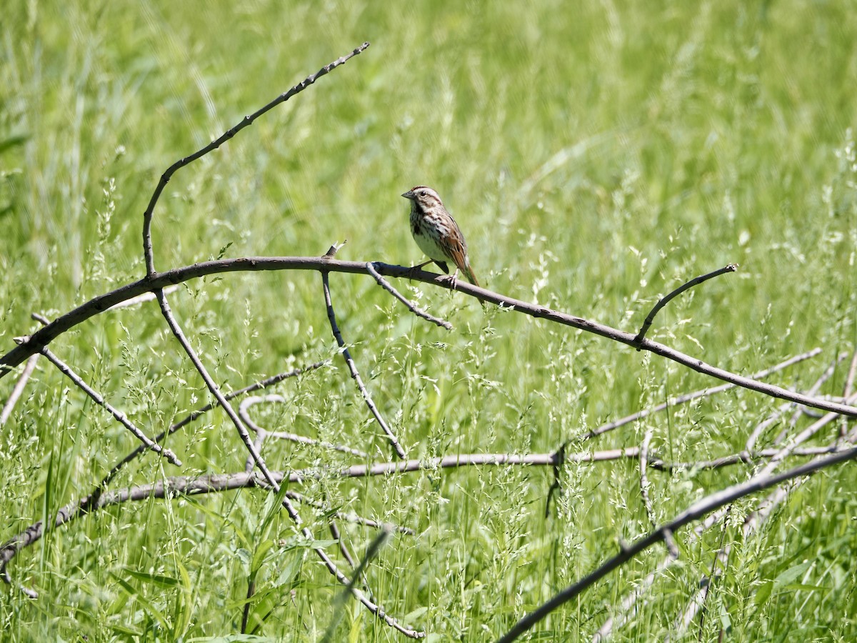 Song Sparrow - Thomas Boe