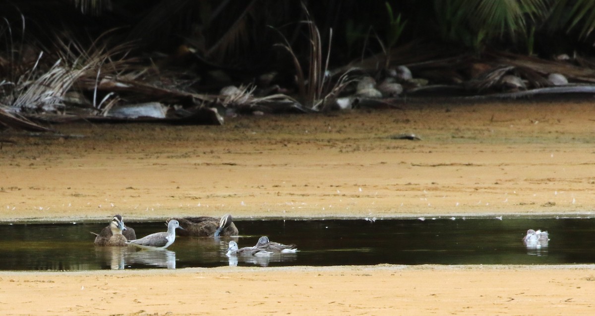 Common Greenshank - Mel Mitchell