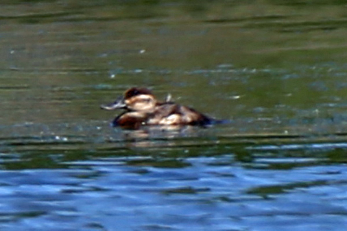 Ruddy Duck - Rob Routledge