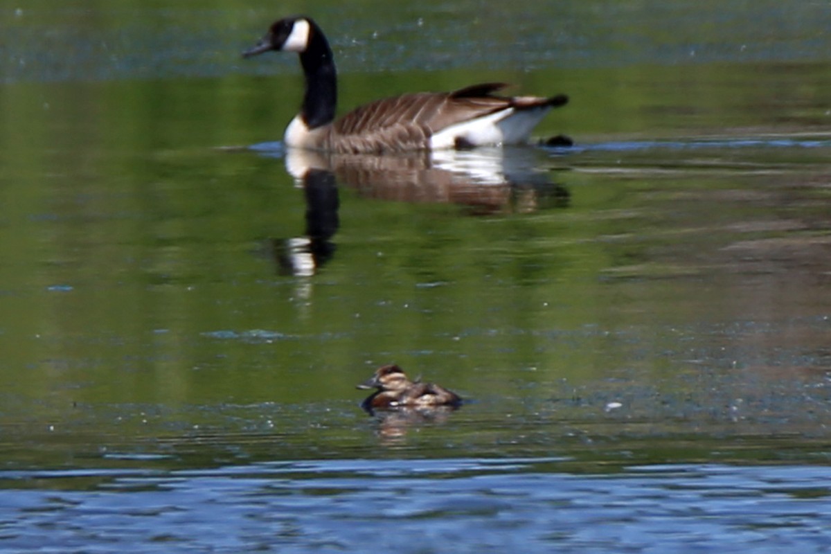 Ruddy Duck - Rob Routledge