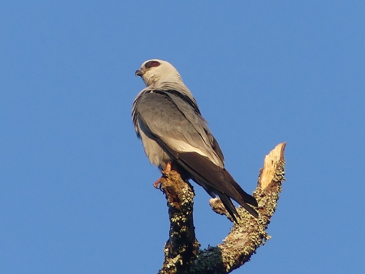 Mississippi Kite - Ryan Banek