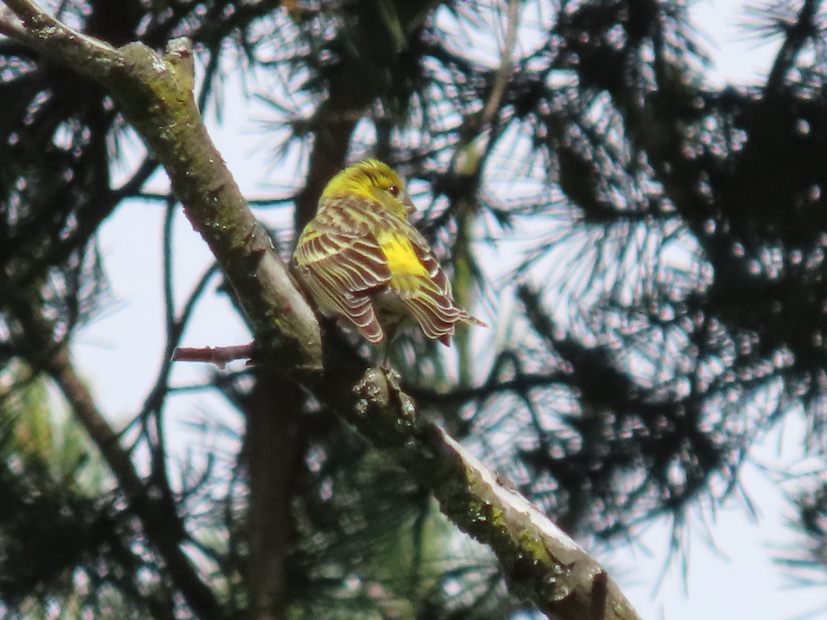 European Serin - Thomas Brooks