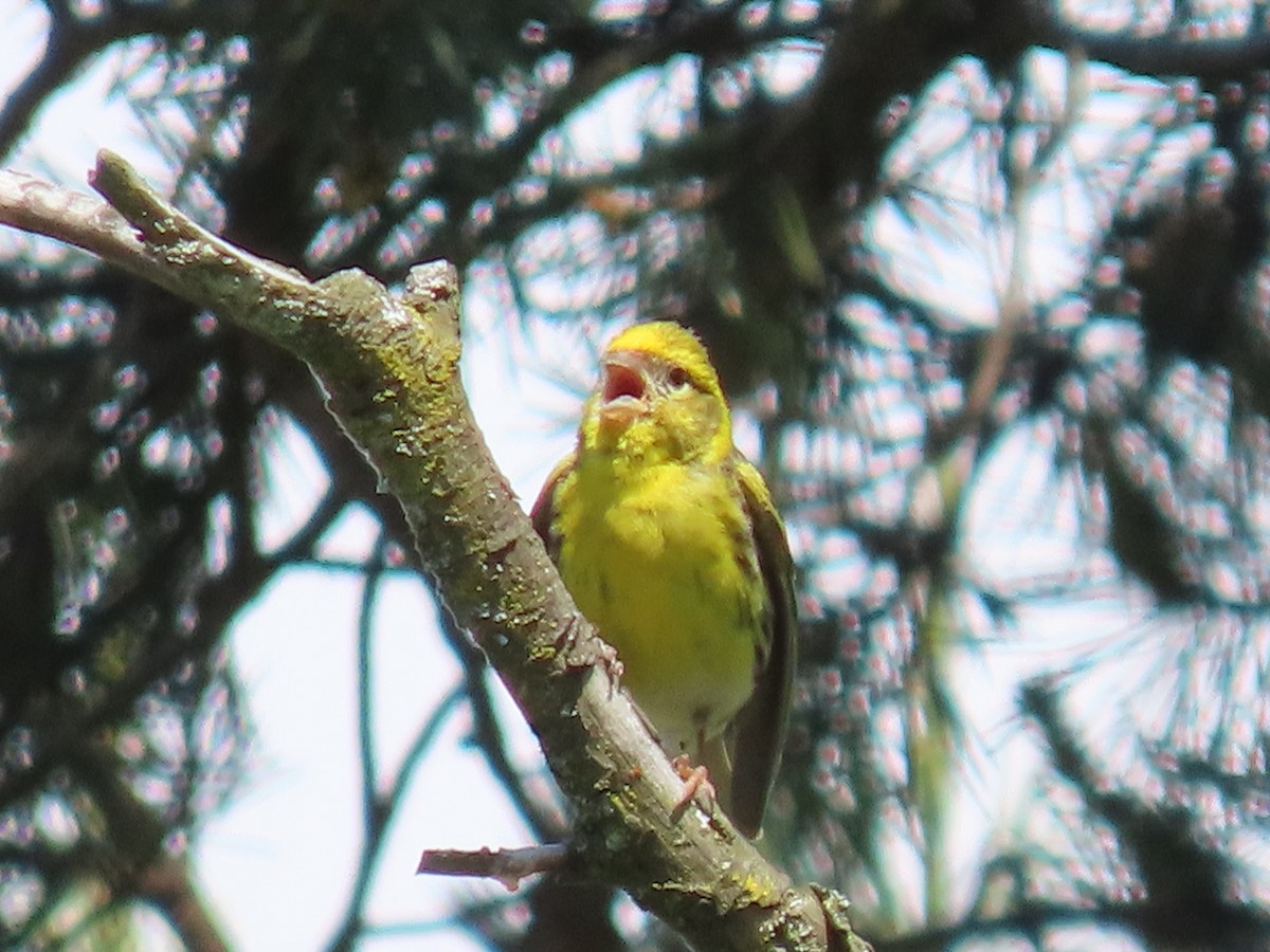 European Serin - Thomas Brooks