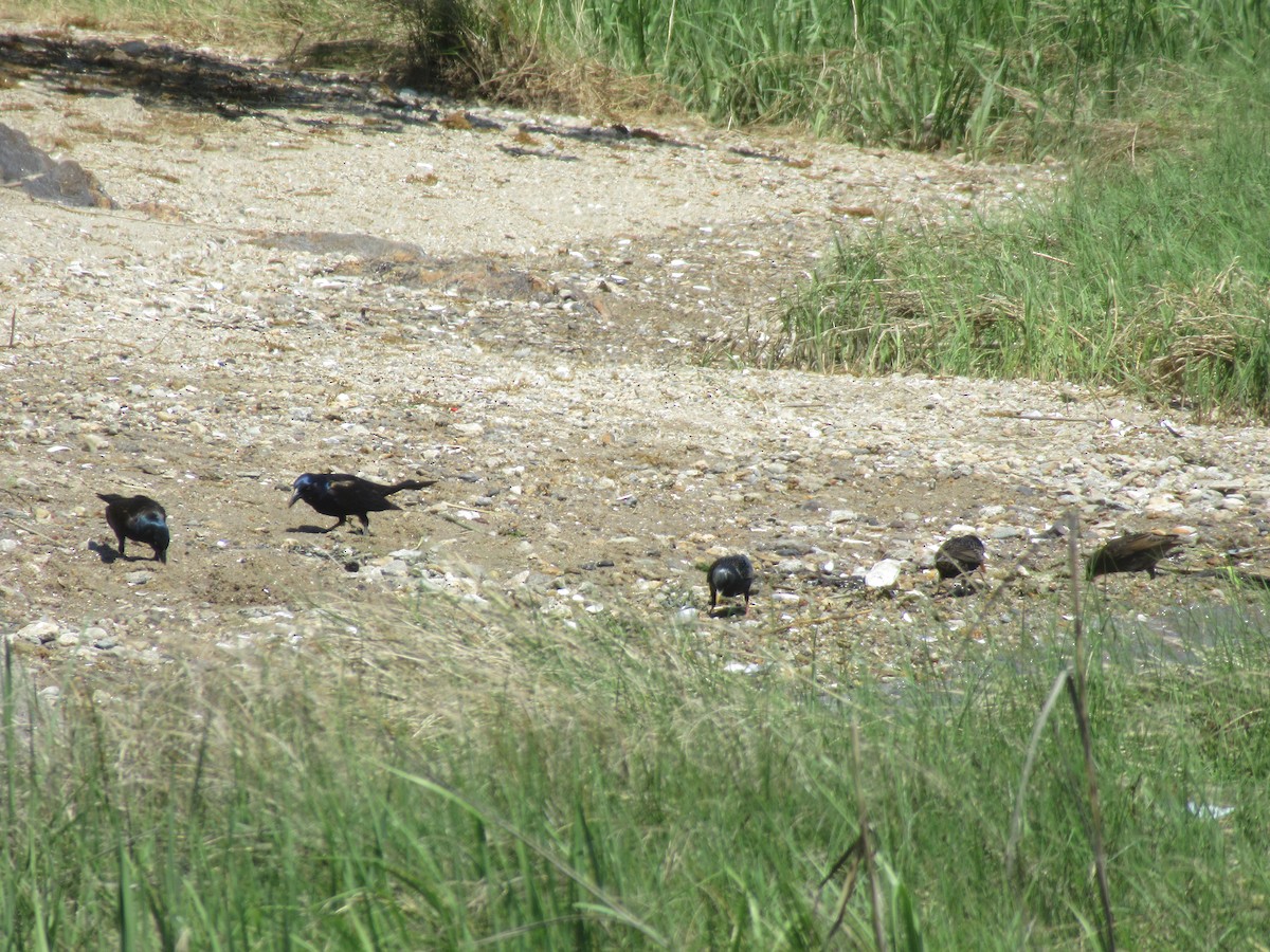 Common Grackle - Barry Capella