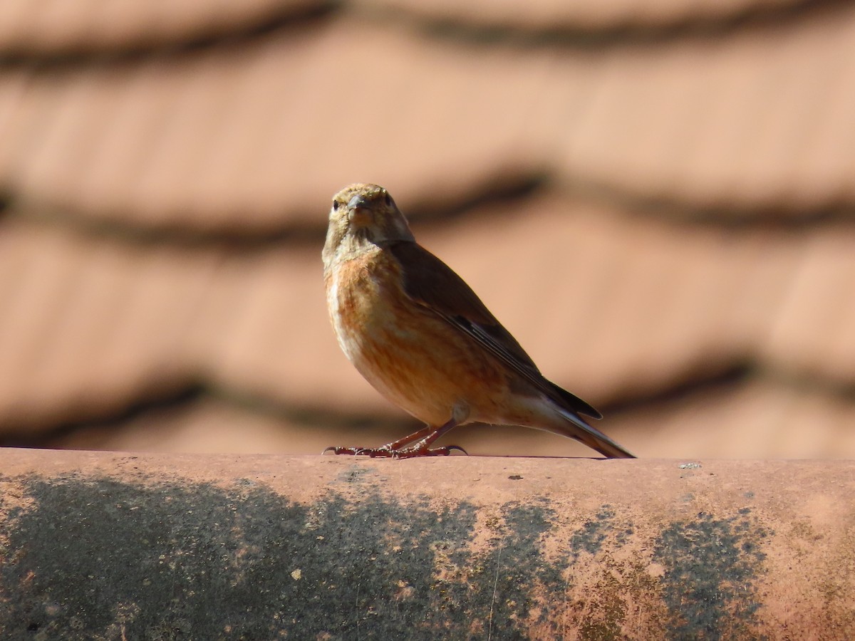 Eurasian Linnet - Thomas Brooks