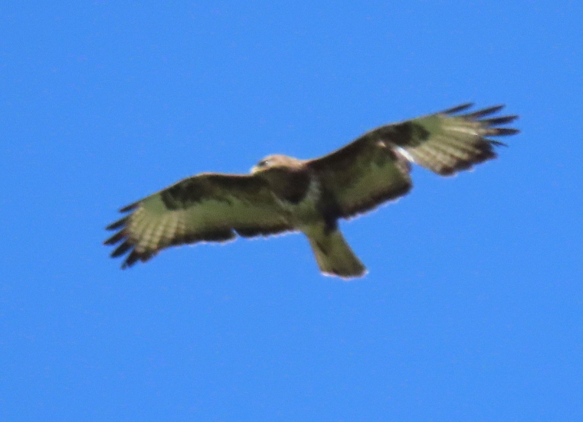 Common Buzzard - Thomas Brooks