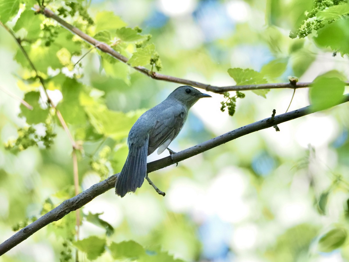 Gray Catbird - Thomas Boe