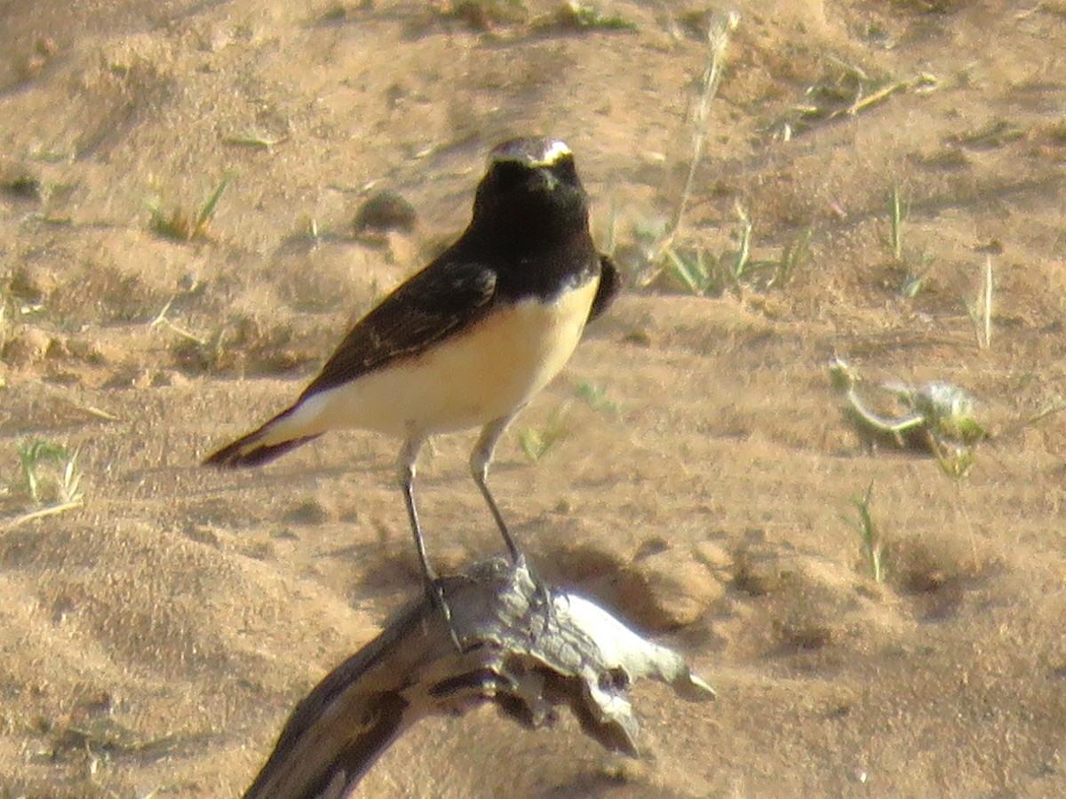 Pied Wheatear - Stephen Taylor