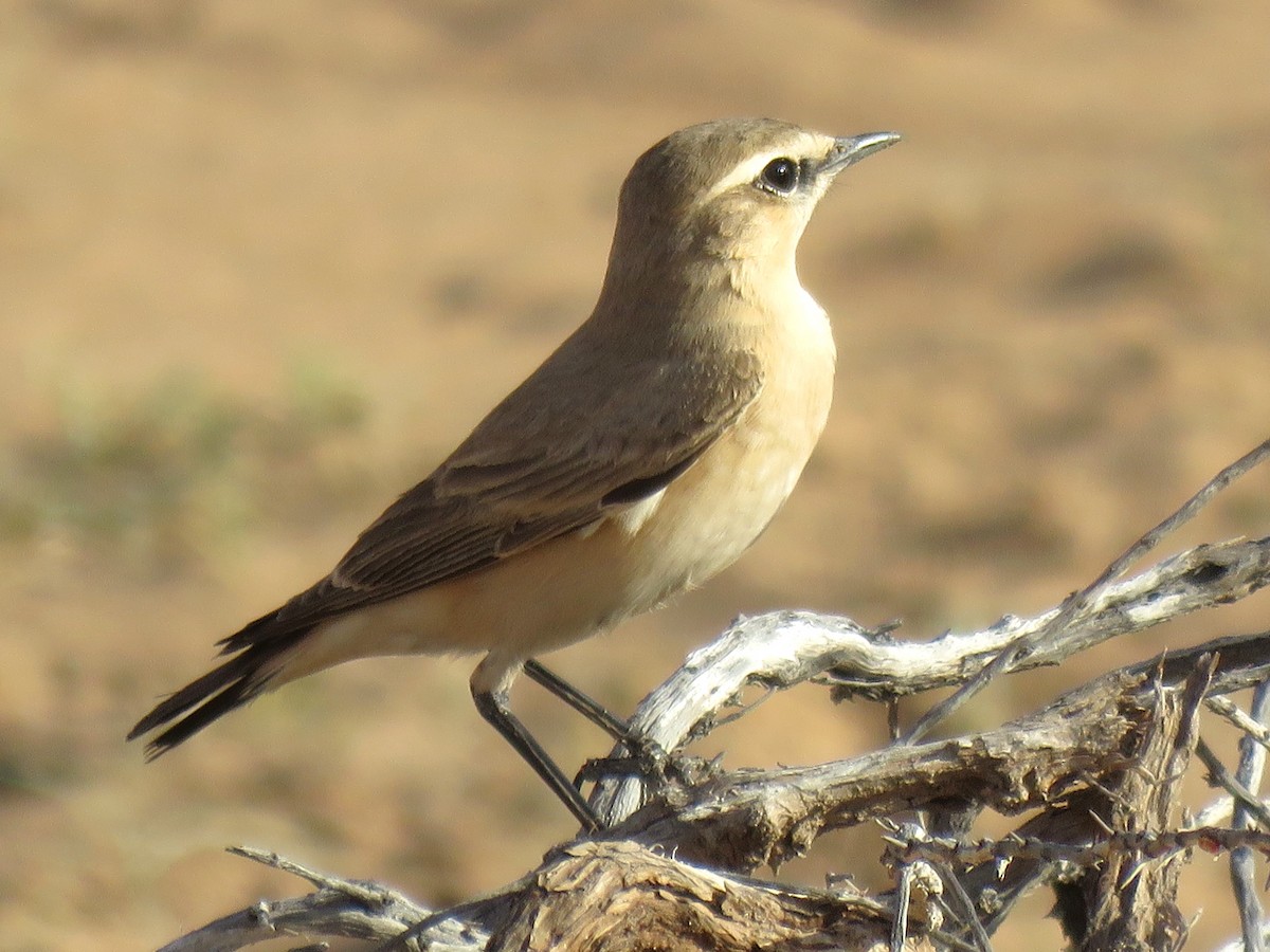 Isabelline Wheatear - Stephen Taylor