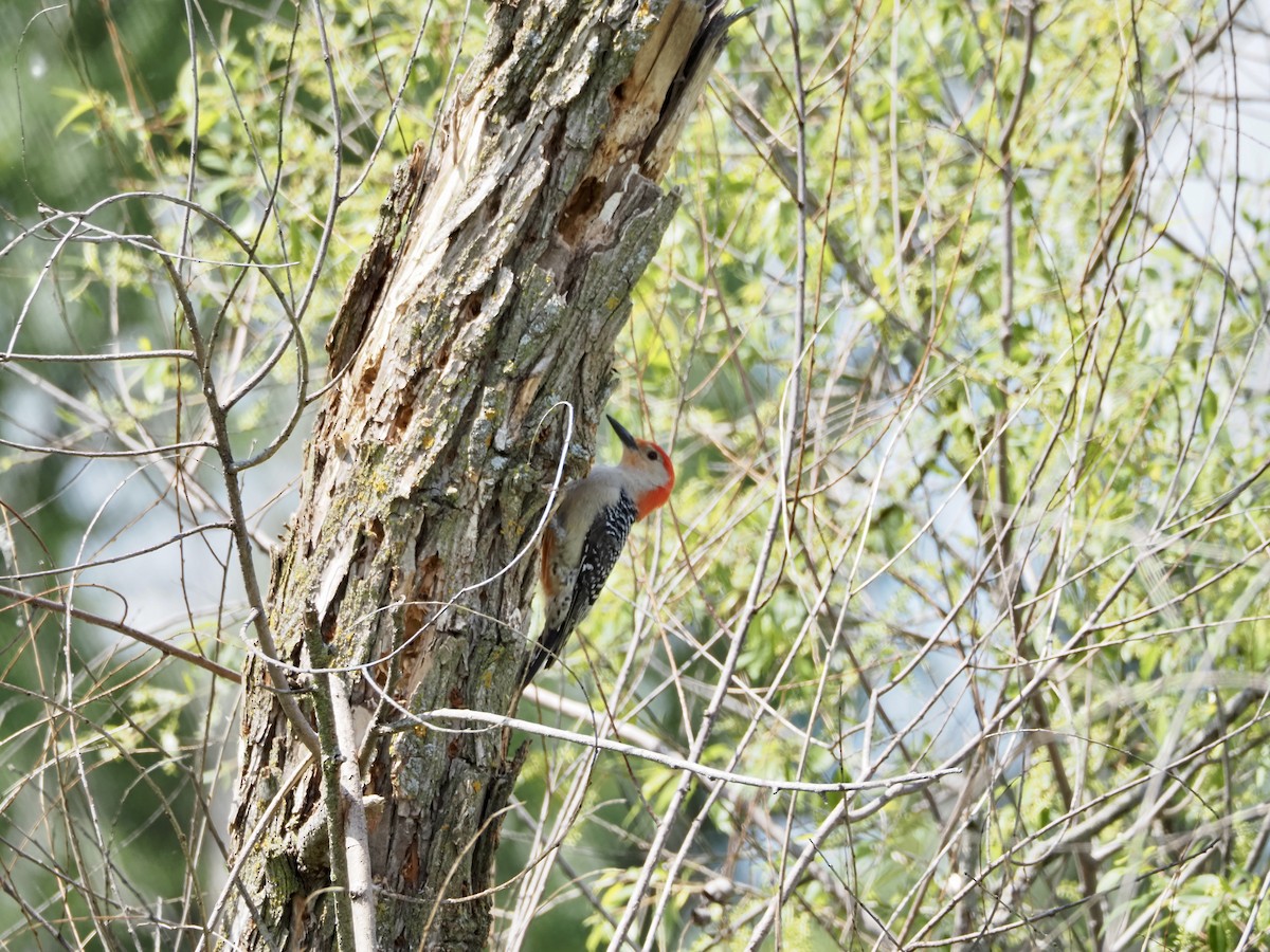 Red-bellied Woodpecker - Thomas Boe