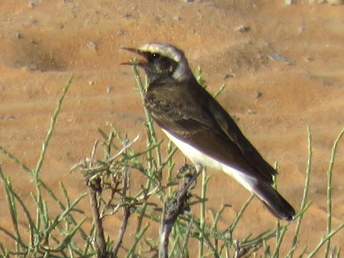 Pied Wheatear - Stephen Taylor