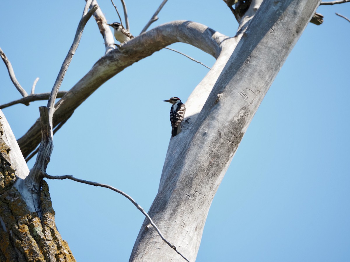 Hairy Woodpecker - Thomas Boe