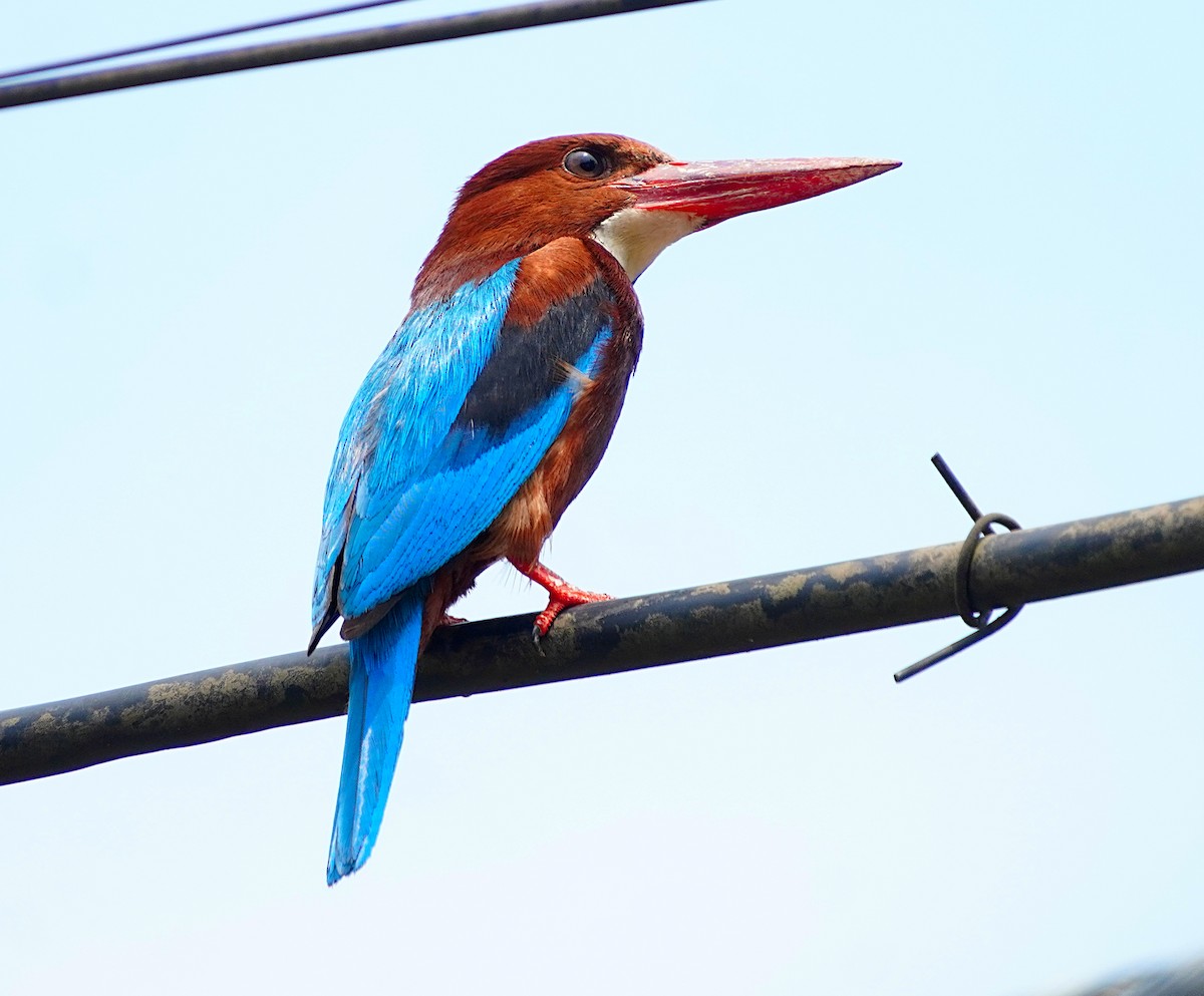 White-throated Kingfisher - Ayaan S