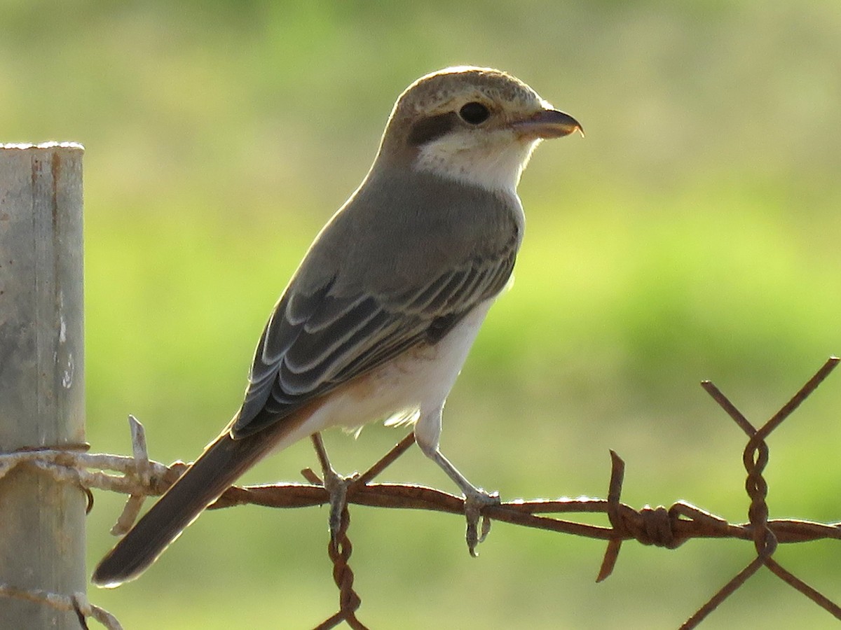 Red-tailed Shrike - Stephen Taylor