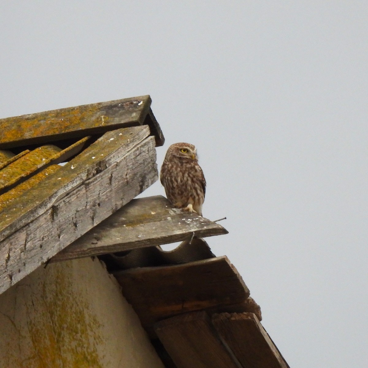 Little Owl - Valeriya Andronova