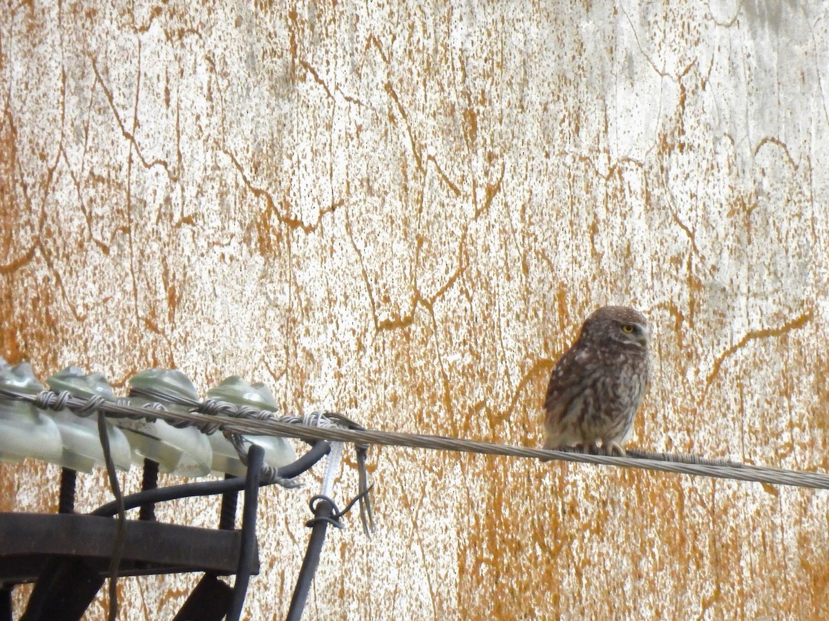 Little Owl - Valeriya Andronova