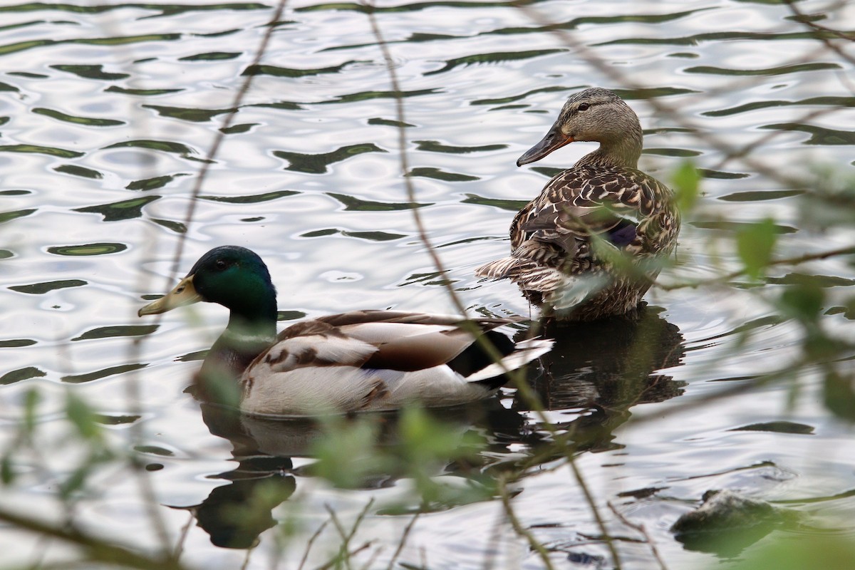 Mallard - Pavel Babinec