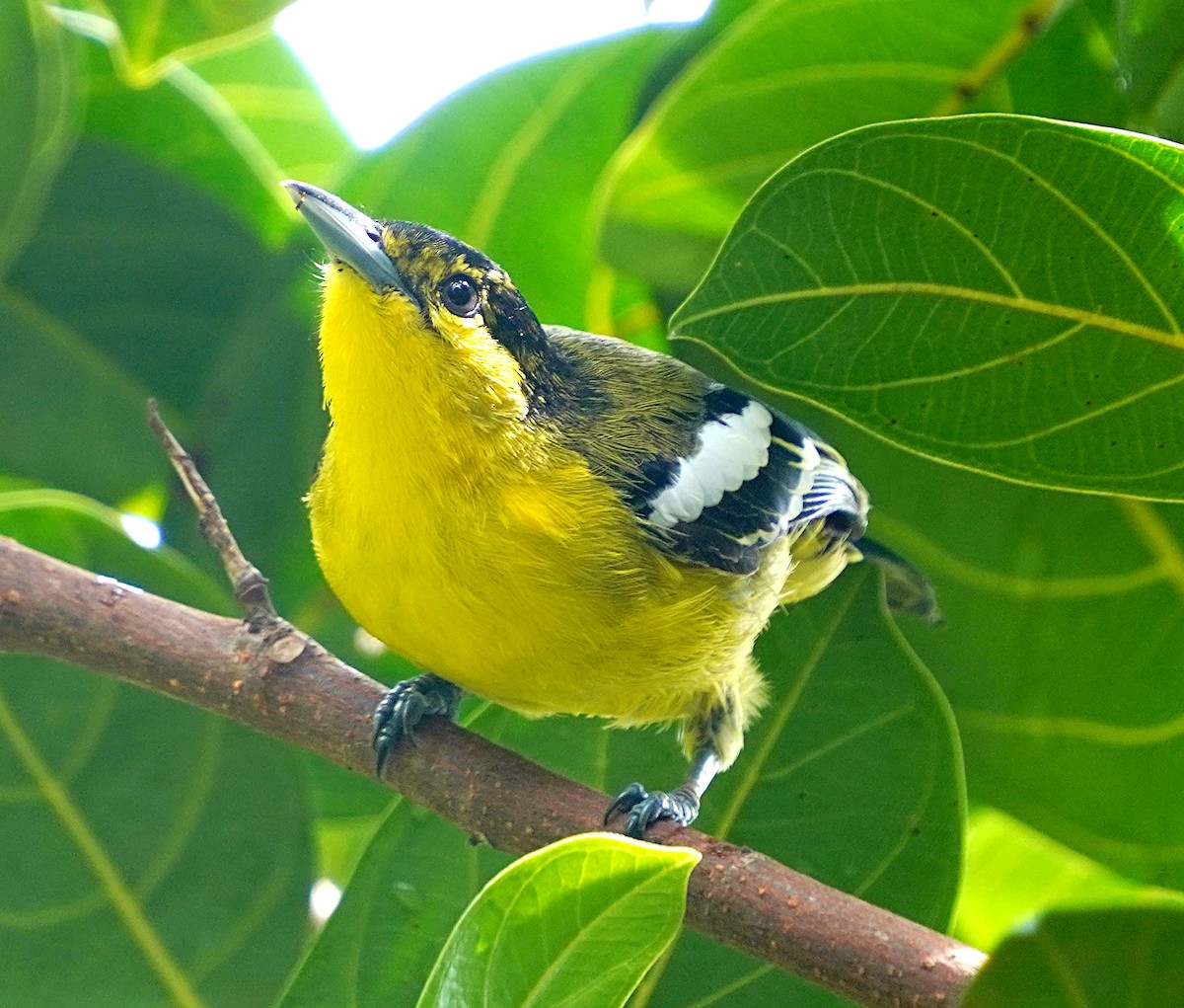 Common Iora - Ayaan S