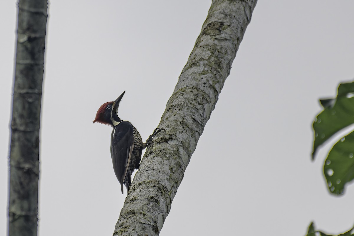 Lineated Woodpecker - George Roussey